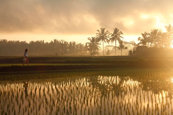Rice fields @ dawn..